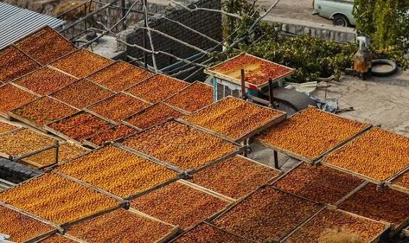 تصویر 3 از قیمت فروش آلو بخارا حاج حسنی + فروش عمده